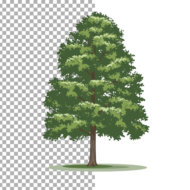American holly tree. Isolated vector tree on white background. - Vector, Image