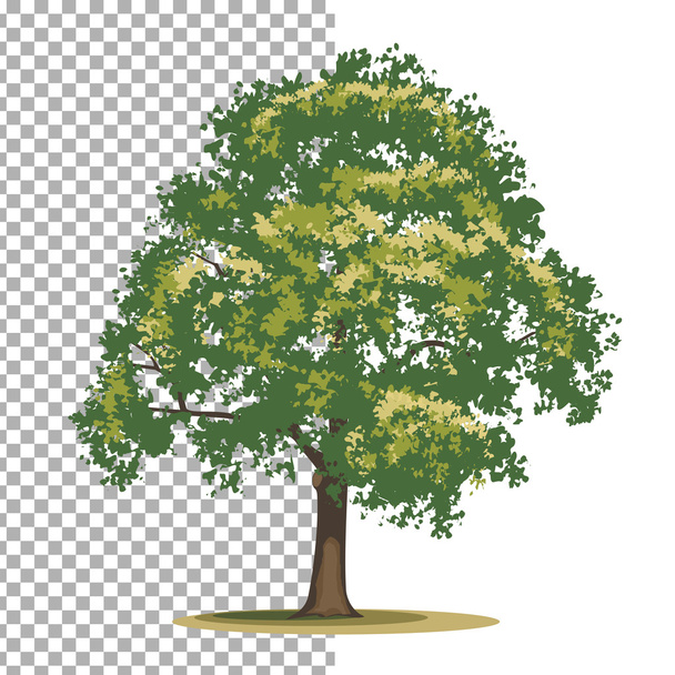 Tulppaanipuu. Erillinen vektoripuu valkoisella pohjalla
. - Vektori, kuva