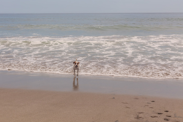 Jack Russell Terrier spielt mit den Wellen  - Foto, Bild