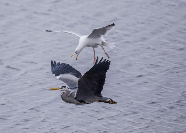 Seagull Attacking Heron - Photo, Image