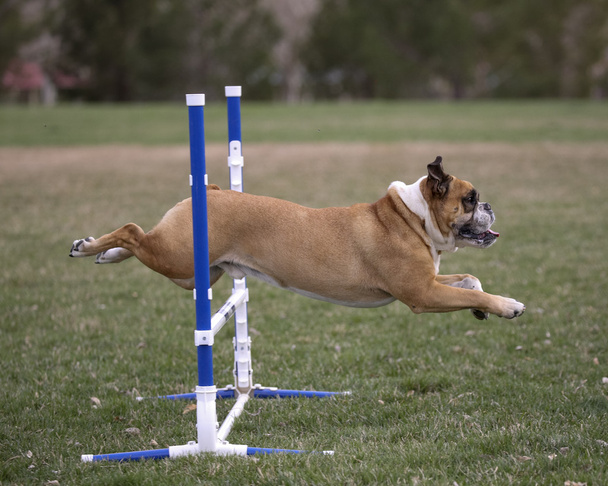 Vista lateral del bulldog pasando por un salto de agilidad
 - Foto, Imagen