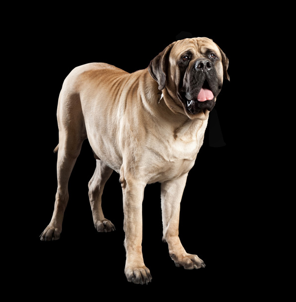 Grand chien mastiff brun
 - Photo, image