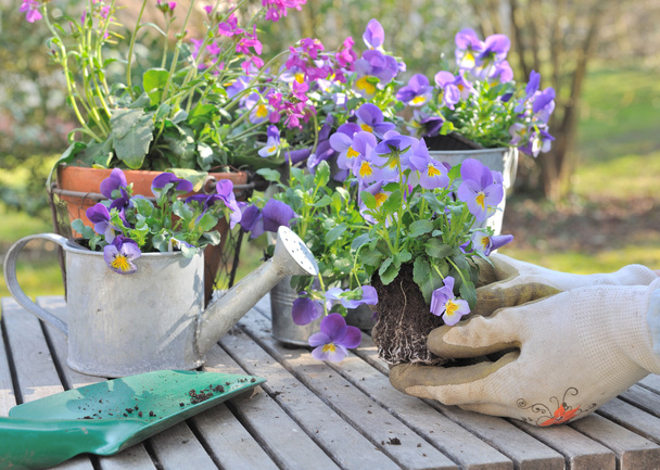 potting λουλούδι άνοιξη - Φωτογραφία, εικόνα
