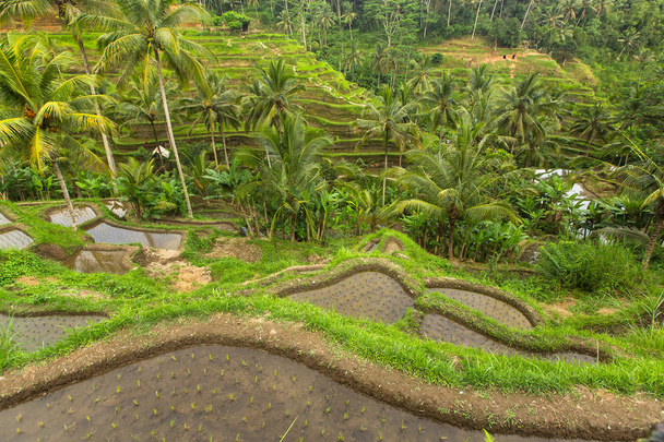 зелені рисові тераси
 - Фото, зображення