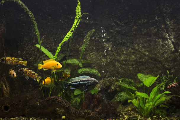 Aquarium fish and plants - Foto, Imagen