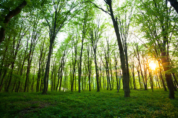amanecer en el bosque verde
 - Foto, Imagen