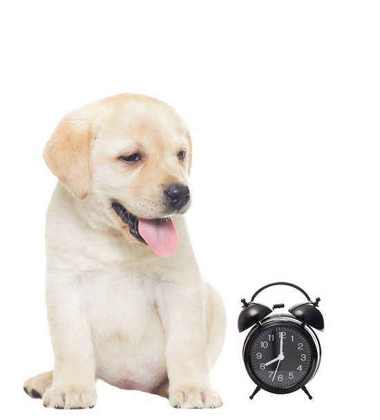 labrador and Alarm clock  - 写真・画像