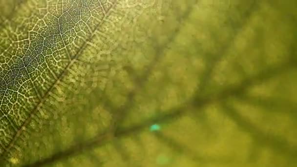 leaf, macro, nature, texture, background - Footage, Video