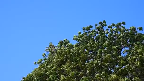 Treetop with strong wind - Πλάνα, βίντεο