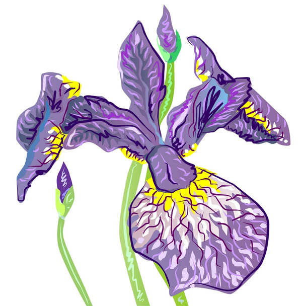 Iris on white - Vector, Image