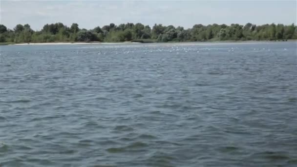Kraniche und Enten schwimmen im Fluss - Filmmaterial, Video