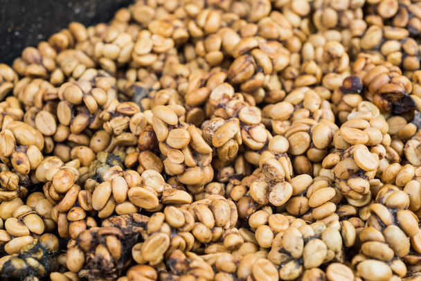 Série café : Kopi luwak grains de café
 - Photo, image