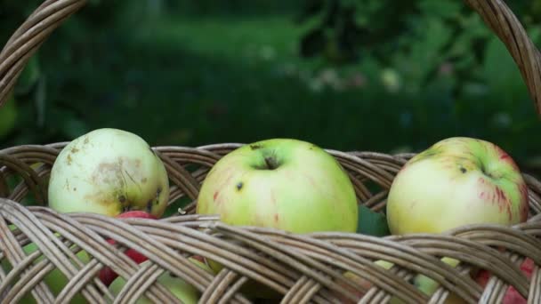 Сбор свежесобранных яблок
 - Кадры, видео