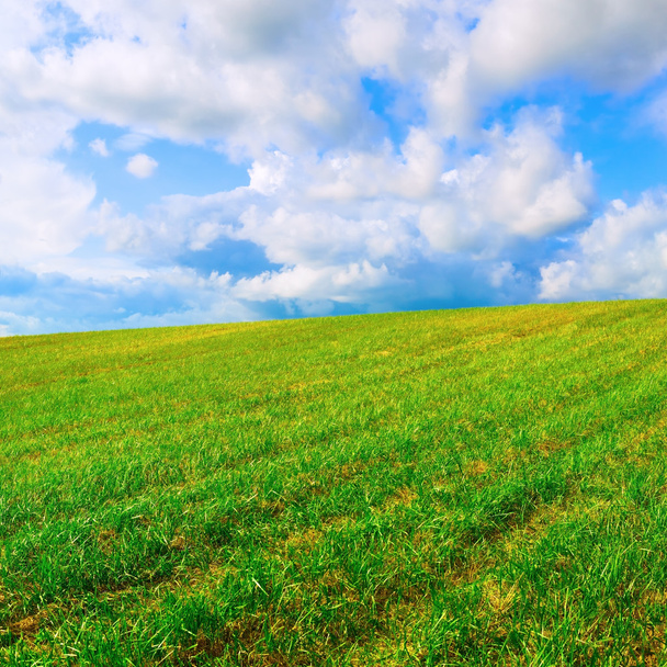 Field of green grass - Photo, Image