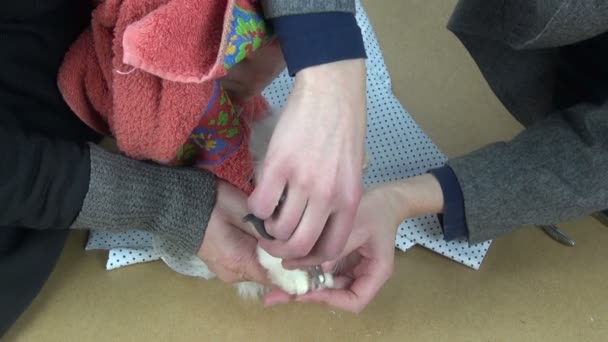 Snijden nagels van achterpoten van oude witte mewing boos Kat - Video