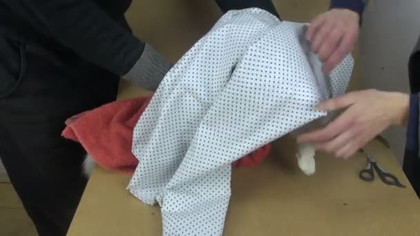 Vágás a körmök régi fehér mewing macska - Felvétel, videó