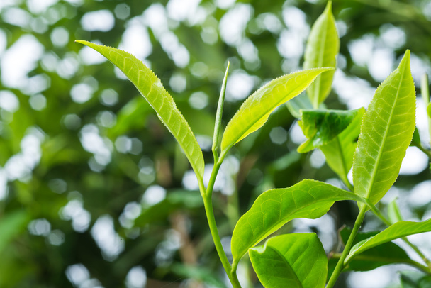 Serie di tè: foglie di tè fresco in piantagione
 - Foto, immagini
