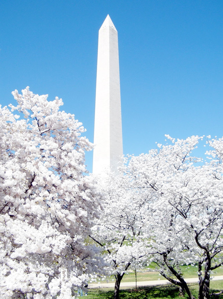 ワシントン記念碑 2010 年頃ワシントン桜します。  - 写真・画像