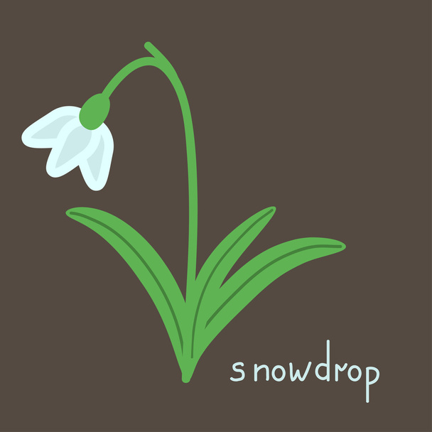 Snowdrop plant illustratie - Vector, afbeelding