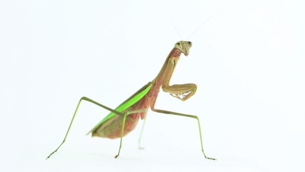 Orando mantis cuerpo completo
 - Metraje, vídeo