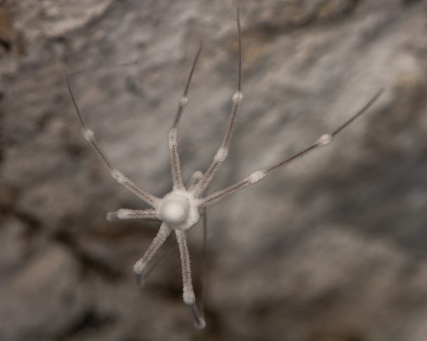 Papa longues jambes araignée (Pholcus phalangioides) mort, et couvert de champignons
 - Photo, image