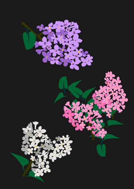 Vector illustration of Lilac on black background - Vector, Image
