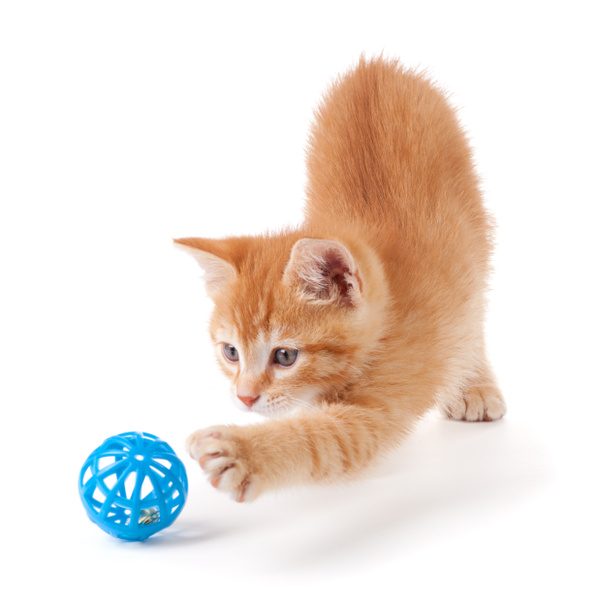 χαριτωμένο γατάκι πορτοκαλί που παίζει με ένα παιχνίδι - Φωτογραφία, εικόνα