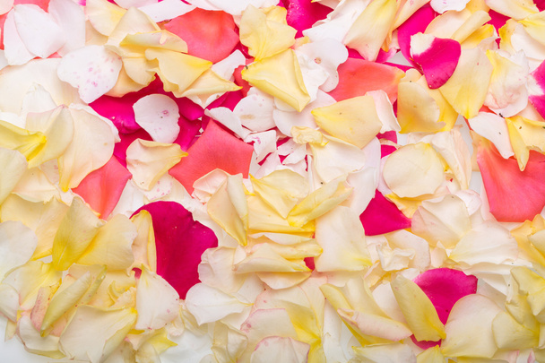 Petals of Pink and Yellow Roses Flowers. Background - Foto, imagen