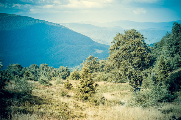 Gli alberi crescono su un pendio di montagna
 - Foto, immagini