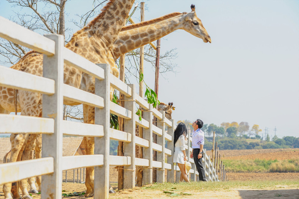 Ásia jovem casal com girafa
 - Foto, Imagem