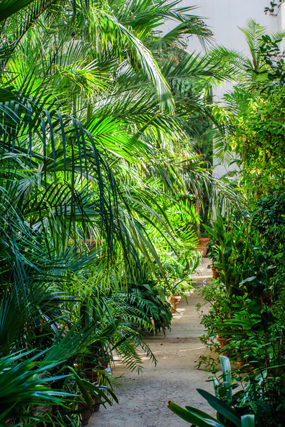 egzotikus trópusi növények - Fotó, kép