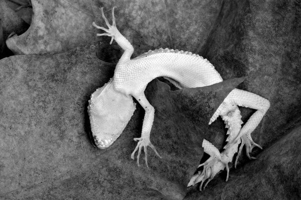 Halott gecko fekete-fehér (esetleg Cyrtopodion Caspius) - Fotó, kép