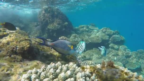 Mnoho exotických ryb v zóně příboje - Záběry, video