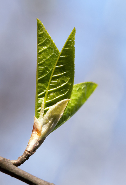 Fresh spring leaves - Фото, зображення