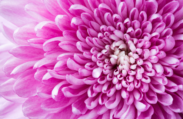 Crisantemo rosa de cerca
 - Foto, imagen