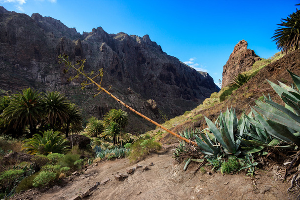 Krásná krajina Tenerife - údolí Masca - Fotografie, Obrázek