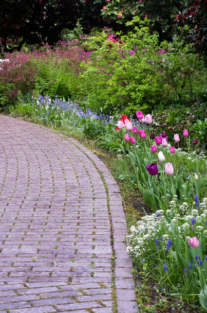 Garden path with tulips blooming - Fotoğraf, Görsel