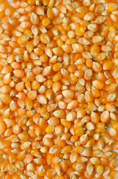corn grains close up - Photo, Image