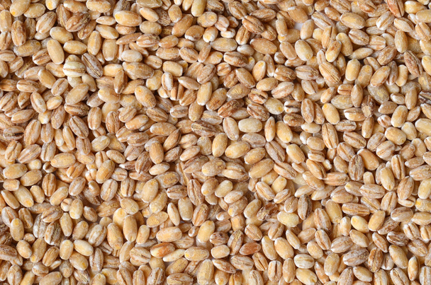 barley grain seeds - Foto, immagini