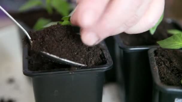Seedlings on the vegetable tray. - Metraje, vídeo