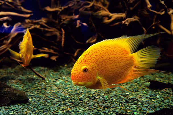 Peixe papagaio dourado no aquário
 - Foto, Imagem