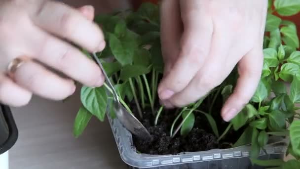 Seedlings on the vegetable tray. - Filmati, video