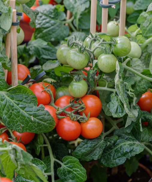 Cherry tomatoes on the vine. Concept Garden in a flat - Zdjęcie, obraz