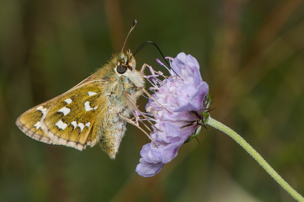 Silver-spotted skipper (Hesperia comma) nectaring on scabious - Photo, Image