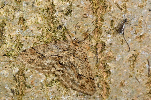 O gravado (Ectropis crepuscularia) camuflado em repouso sobre a casca
 - Foto, Imagem