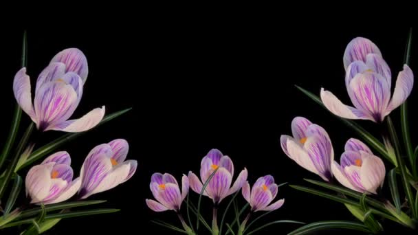 Πλαίσιο από ανθισμένα λουλούδια Timelapse - Πλάνα, βίντεο