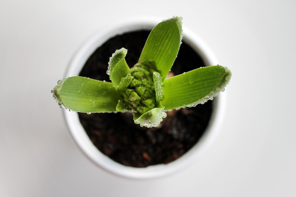 Hyacinth sprout  in a white pot - Photo, Image