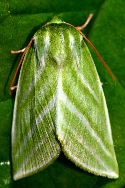 Polilla verde de líneas plateadas (Pseudoips fagana
) - Foto, imagen