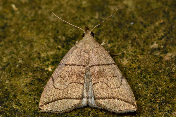 Small fan-foot moth (Herminia tarsicrinalis) - Photo, Image