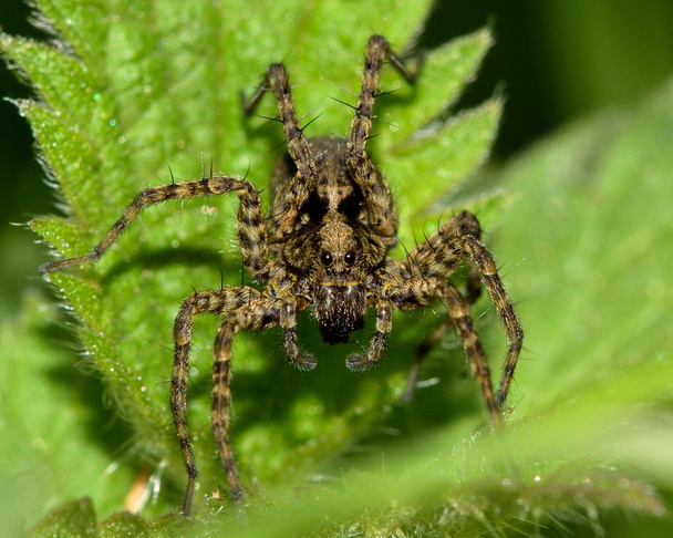 Волк паук (Pardosa sp.) - Фото, изображение